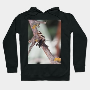 Zebra Jumper spider with prey (caddisfly) Hoodie